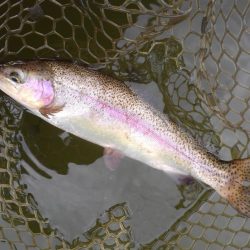 大安トラウトレイク釣果